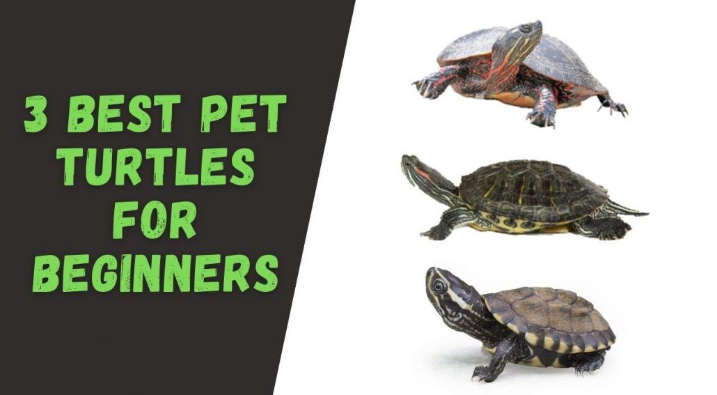Beginner’s Guide To Choosing The Right Turtle Species As A Pet