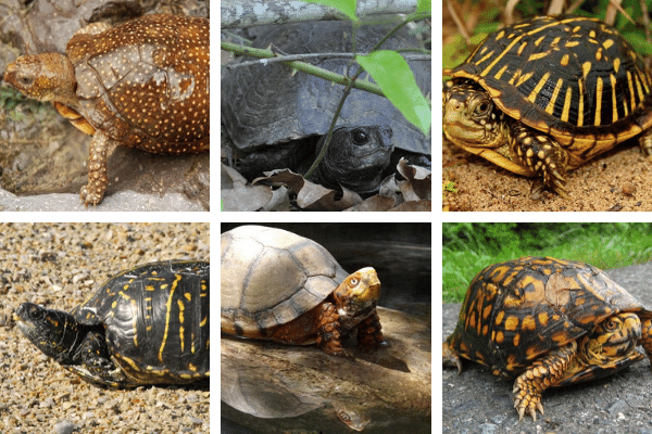 Beginners Guide To Choosing The Right Turtle Species As A Pet