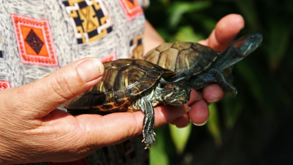 Building Trust And Bonding With Baby Turtles: Taming Techniques