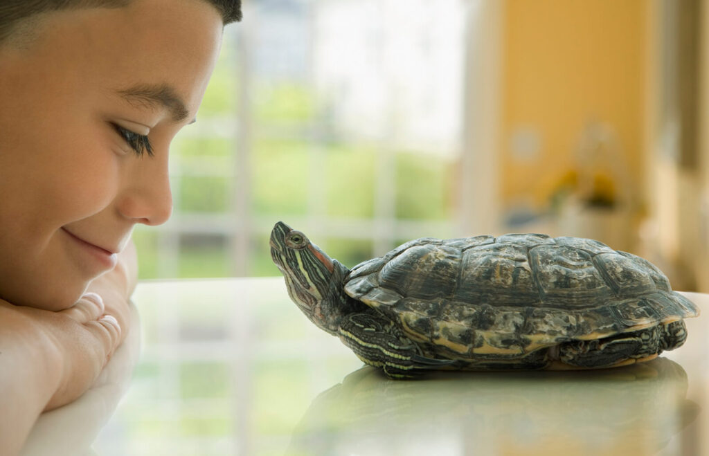 Common Behavioral Traits In Turtles: Understanding Your Pets Actions