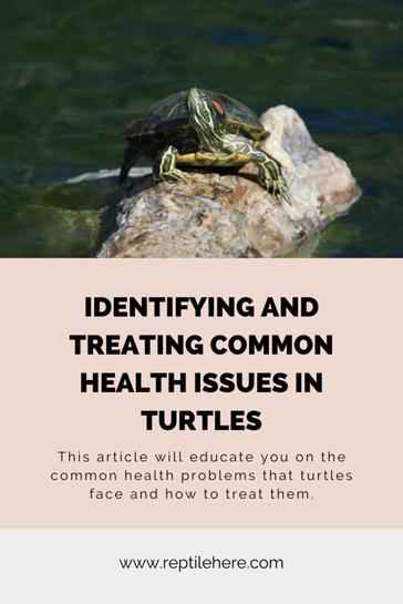 Common Health Issues In Turtles: Symptoms