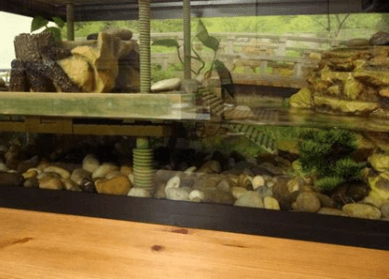 Creating A Basking Area For Your Semi-Aquatic Turtle