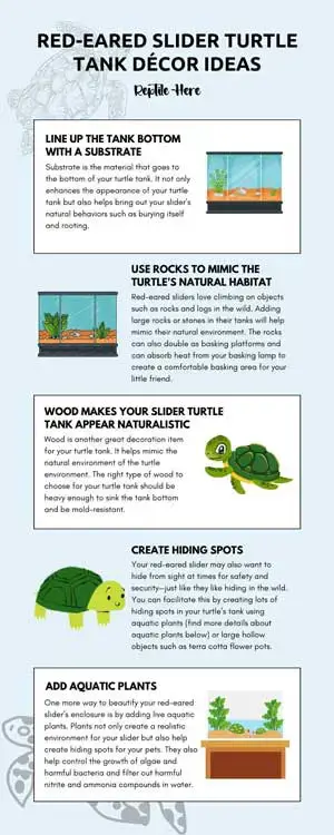 Creating A Naturalistic Habitat For Your Aquatic Turtle