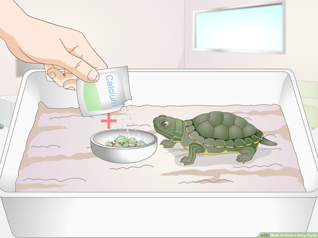 Encouraging Exercise And Physical Activity In Baby Turtles