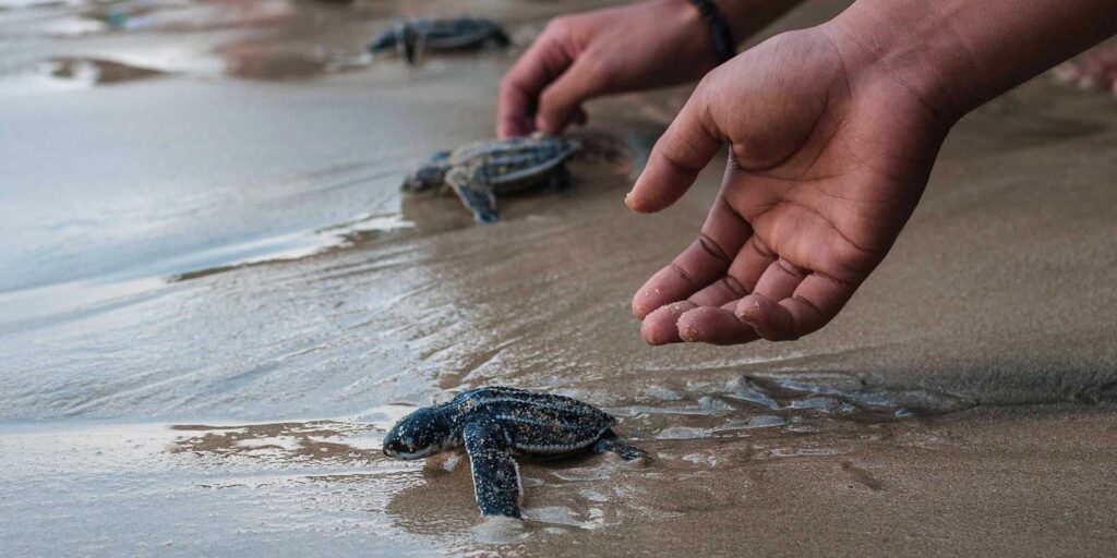 Encouraging Exercise And Physical Activity In Baby Turtles