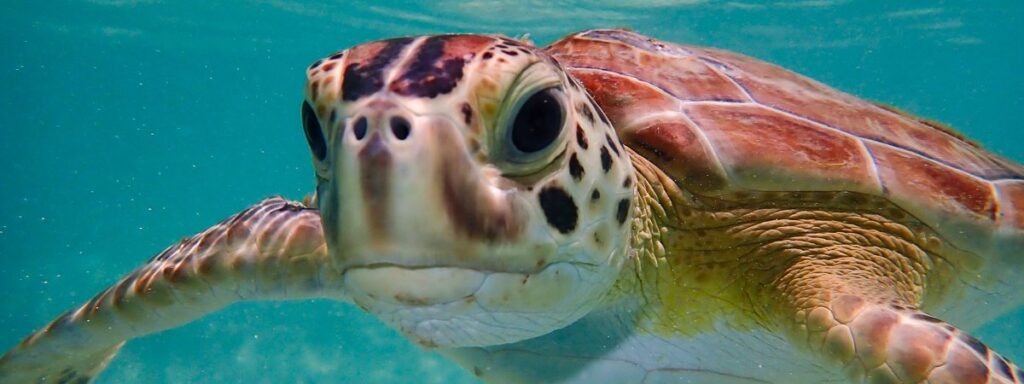 Encouraging Natural Behaviors In Baby Turtles: Swimming