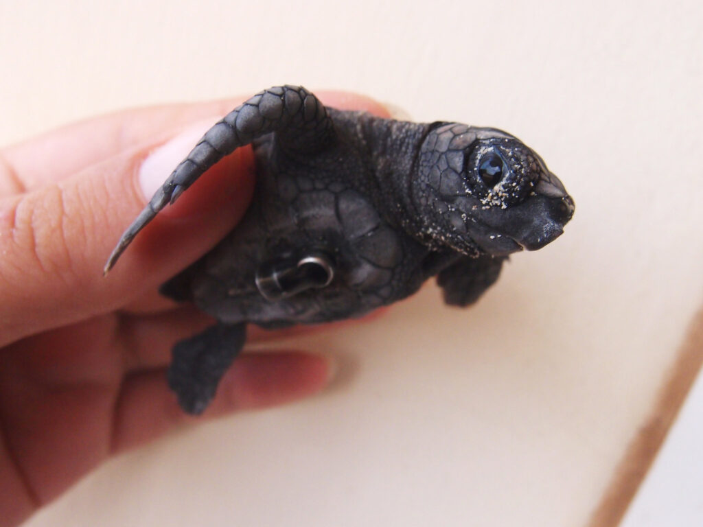 Encouraging Natural Behaviors In Baby Turtles: Swimming