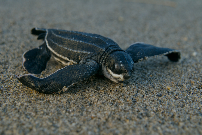 Encouraging Natural Behaviors In Baby Turtles: Swimming