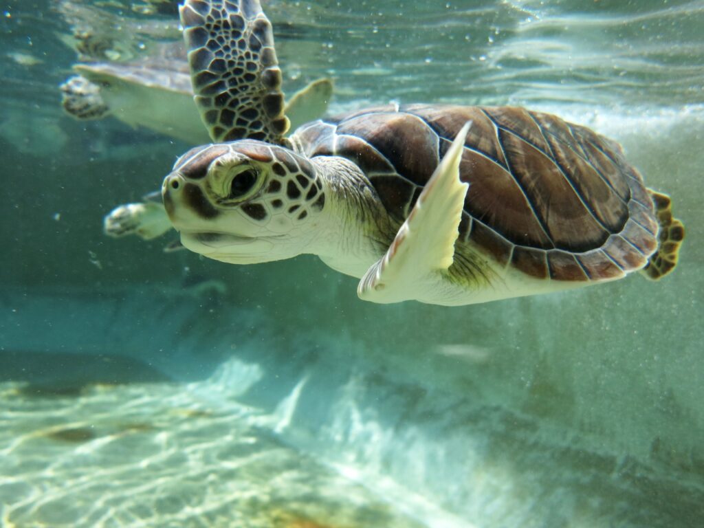 Encouraging Natural Behaviors In Baby Turtles: Swimming