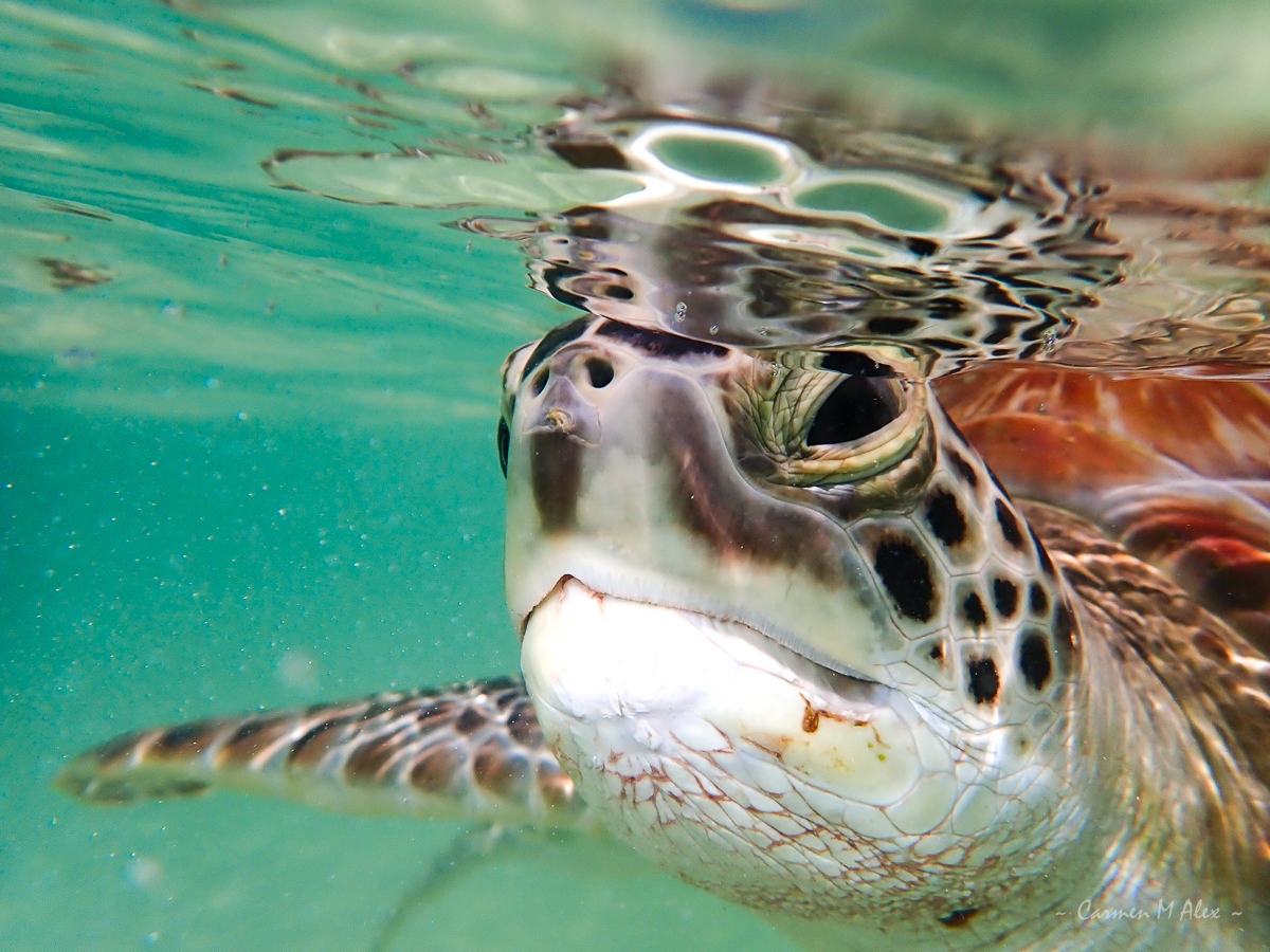 Encouraging Natural Behaviors In Baby Turtles: Swimming