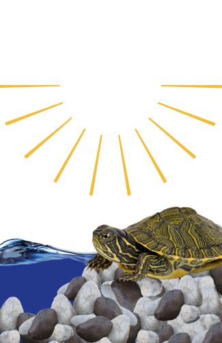 Ensuring Proper UVB Lighting For Healthy Shell Growth In Baby Turtles