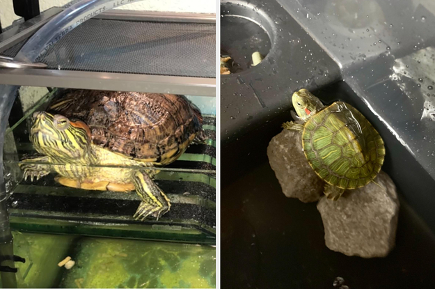 Essential Supplies For Turtle Owners: Must-Have Items For A Happy Turtle