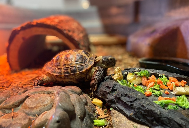 Feeding Turtles A Balanced Diet: Incorporating Variety And Nutrients