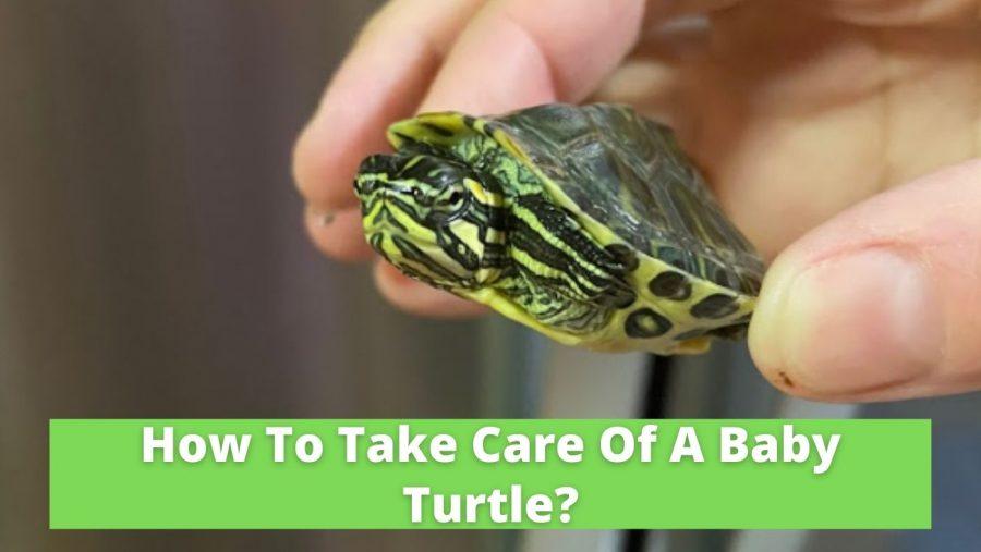 Health Checks And Veterinary Care For Baby Turtles: What To Look For