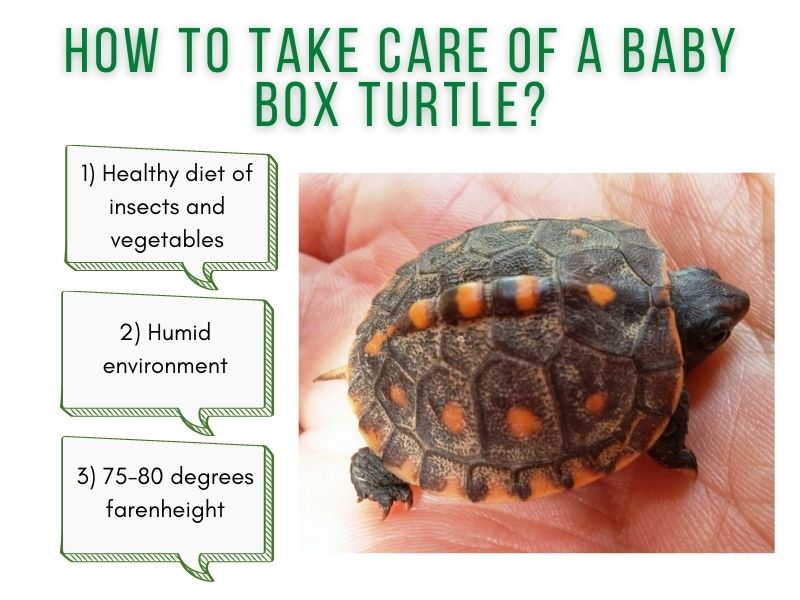 Health Checks And Veterinary Care For Baby Turtles: What To Look For