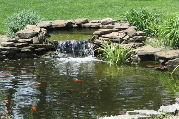 How To Create A Naturalistic Outdoor Pond For Your Turtles