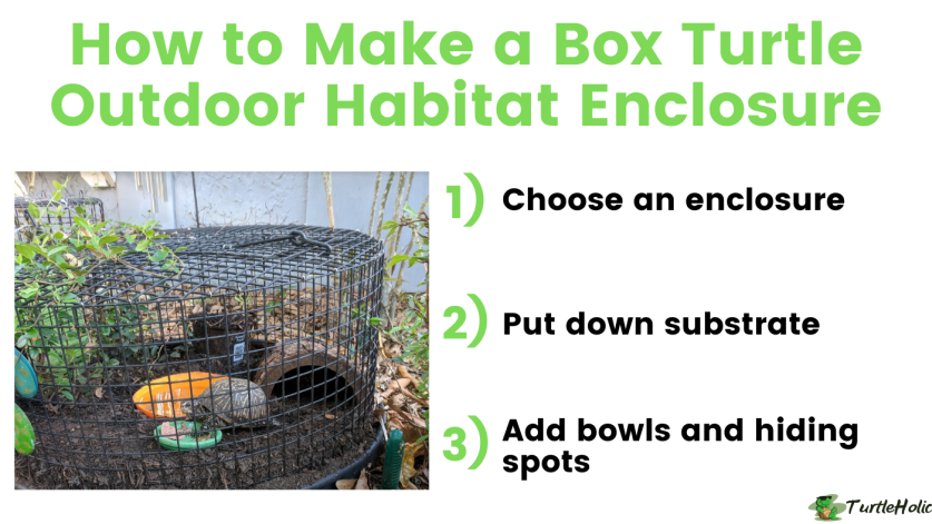 How To Create A Safe And Secure Outdoor Enclosure For Your Box Turtle