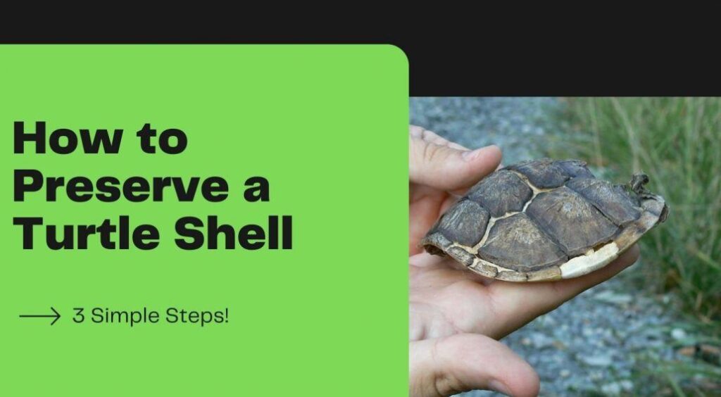 How To Keep Your Turtles Shell Healthy And Strong