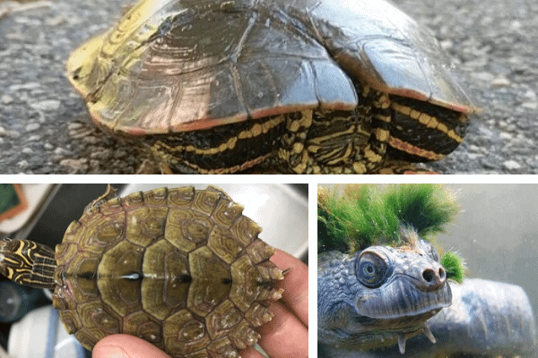 How To Recognize And Treat Common Shell Problems In Turtles