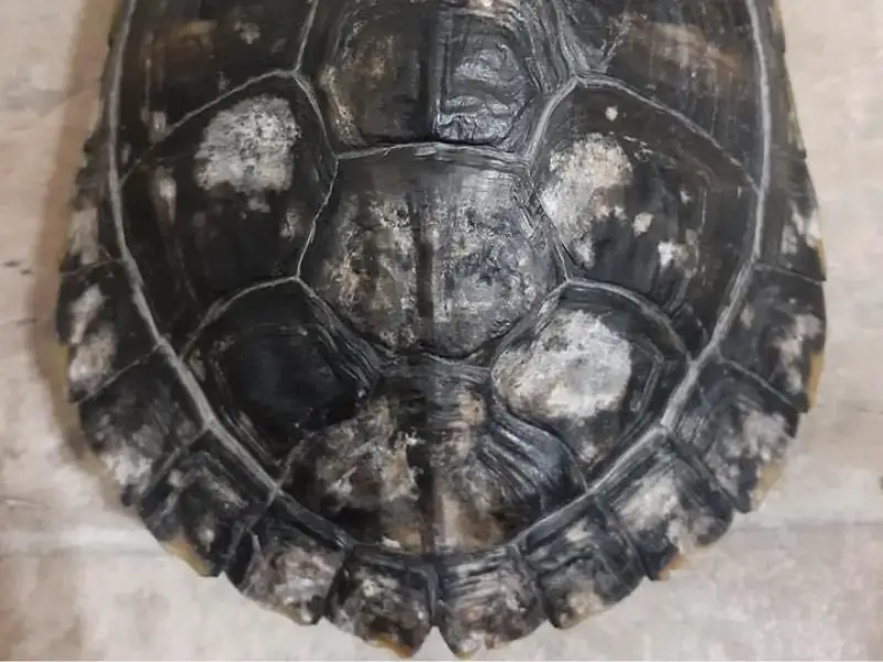 How To Recognize And Treat Common Shell Problems In Turtles