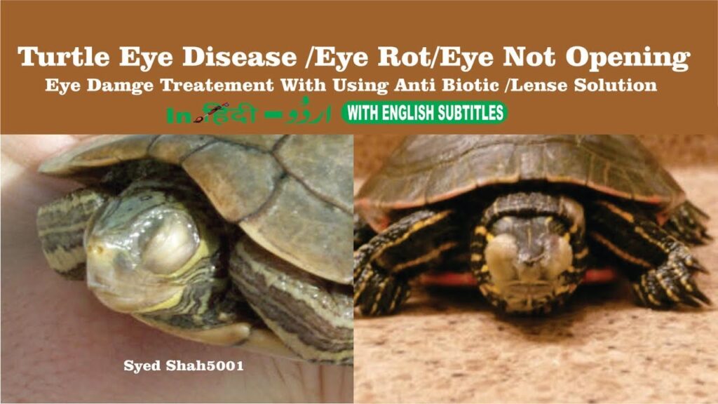 How To Recognize And Treat Eye Infections In Turtles