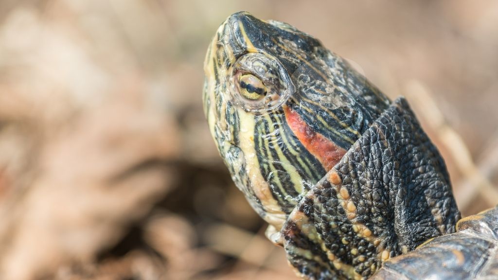 How To Recognize And Treat Eye Infections In Turtles