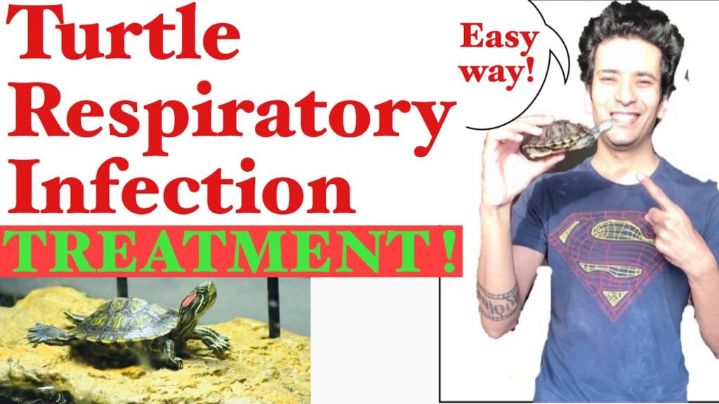 How To Recognize And Treat Respiratory Infections In Turtles