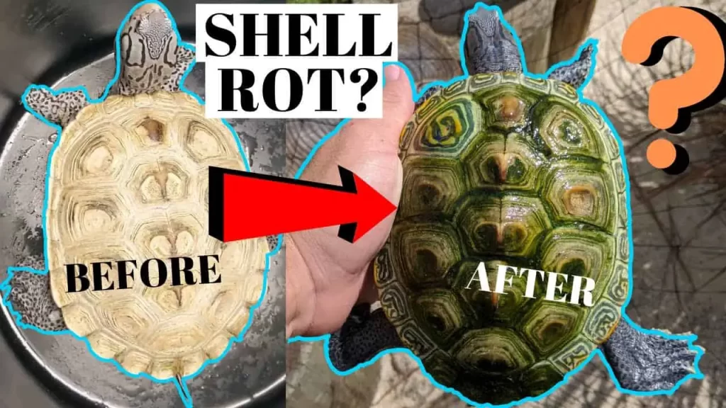 How To Recognize And Treat Shell Rot In Turtles