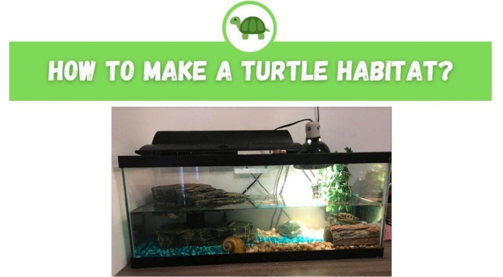 How To Set Up A Proper Habitat For Your Pet Turtle