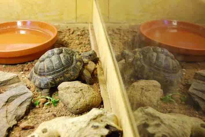 Introducing Baby Turtles To Their Permanent Habitat: Acclimatization Process
