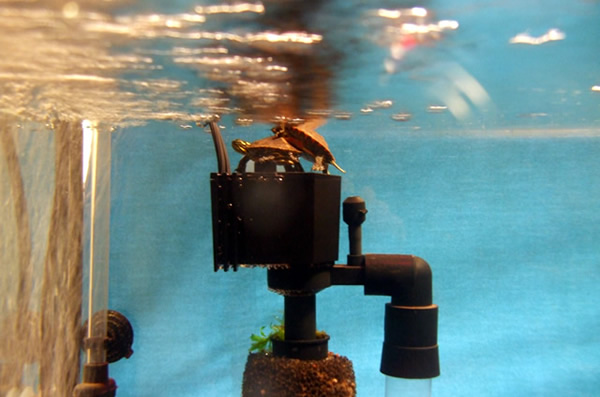 Maintaining Optimal Water Quality In Indoor Turtle Enclosures