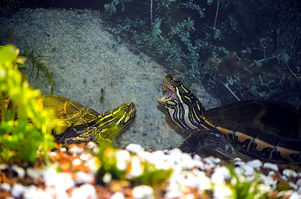 Socialization And Tank Mates: Introducing Baby Turtles To Other Turtles