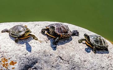 The Benefits Of Outdoor Sunlight For Turtles: Natural Vitamin D Synthesis