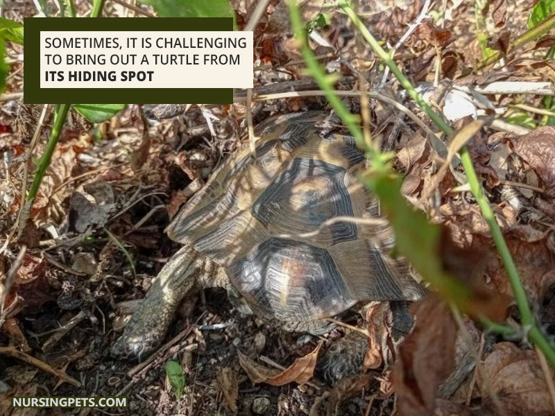 The Benefits Of Providing Hiding Places In Your Turtles Habitat