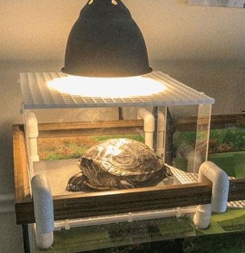 The Benefits Of UVB Lighting For Your Turtles Health