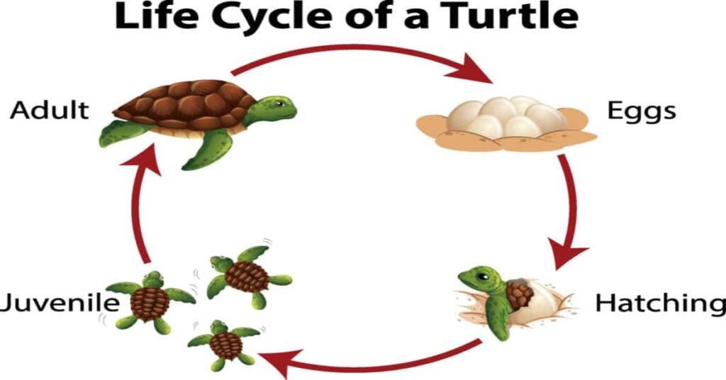 The Fascinating Journey Of Baby Turtles: Growth And Development Milestones