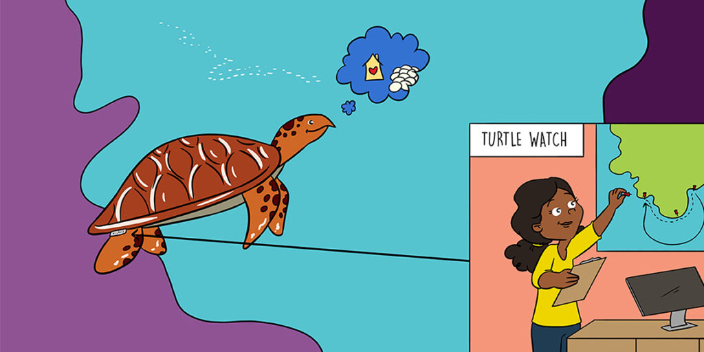 The Fascinating Journey Of Baby Turtles: Growth And Development Milestones