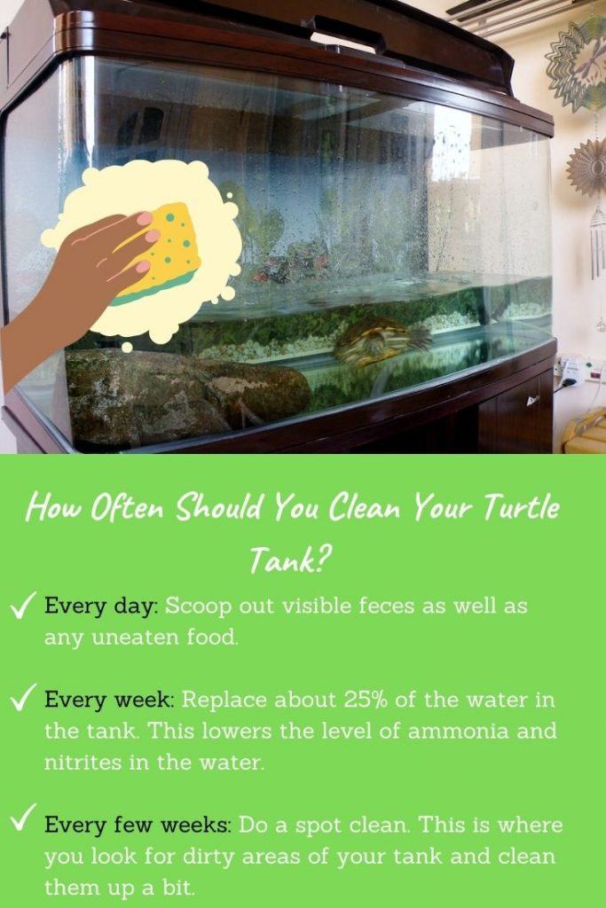 The Importance Of Clean Water In Turtle Tanks: Filtration And Maintenance Tips