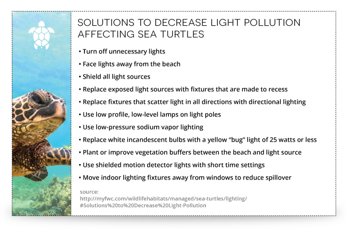 The Importance Of Proper Lighting For Turtle Health And Well-being