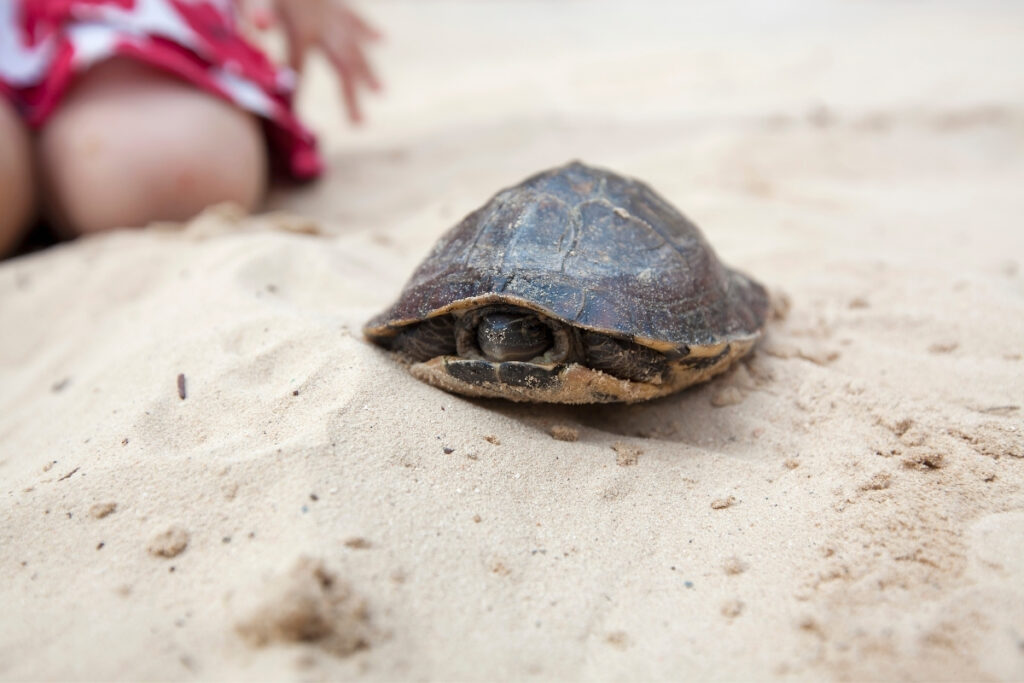 The Importance Of Rest And Sleep For Growing Baby Turtles