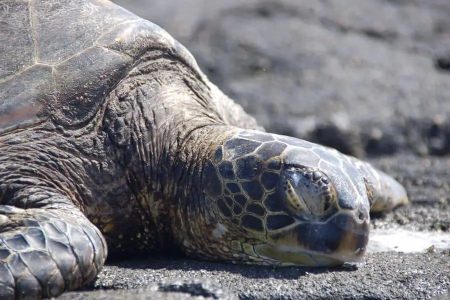 The Importance Of Rest And Sleep For Growing Baby Turtles