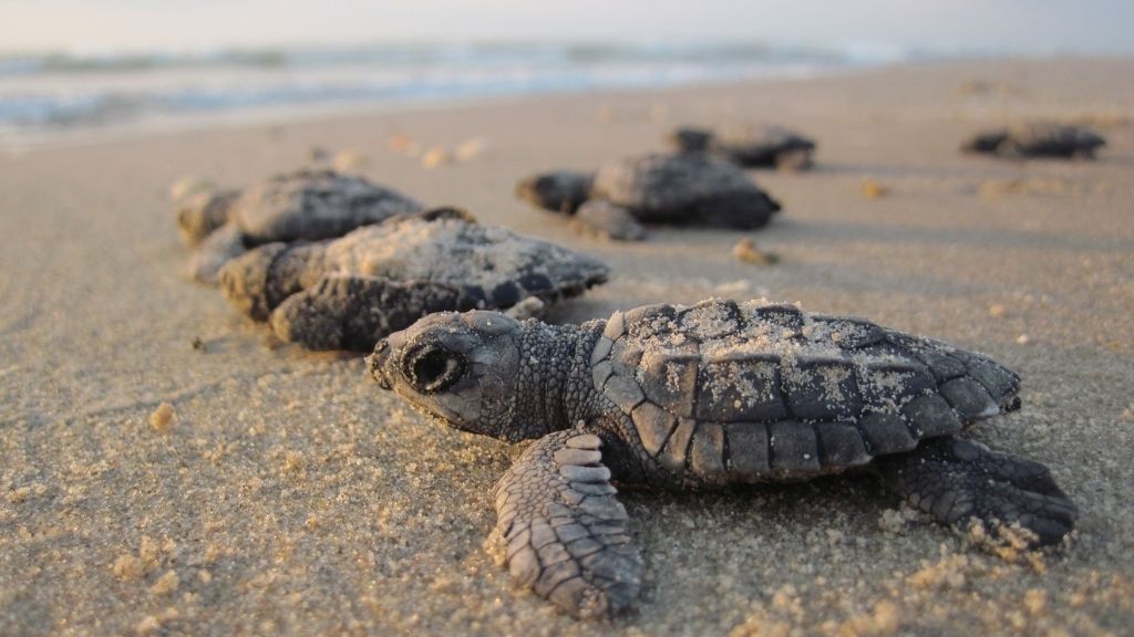 The Importance Of Rest And Sleep For Growing Baby Turtles