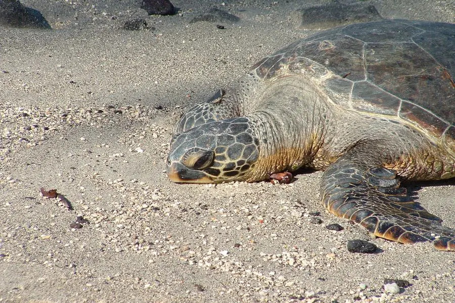 The Importance Of Rest And Sleep For Growing Baby Turtles