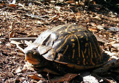 The Importance Of Temperature Regulation For Your Turtle