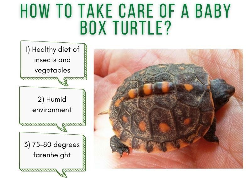 The Role Of Environmental Enrichment In Raising Turtles At Home