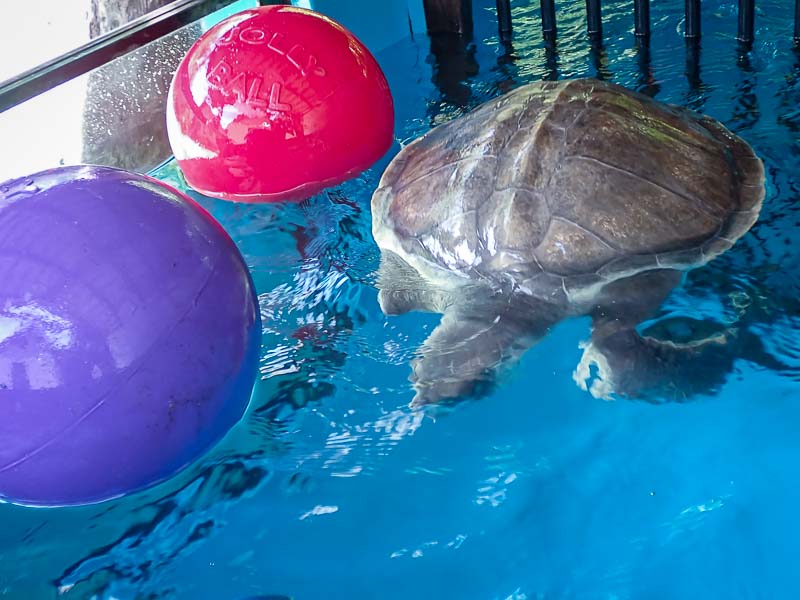 The Role Of Environmental Enrichment In Turtle Care