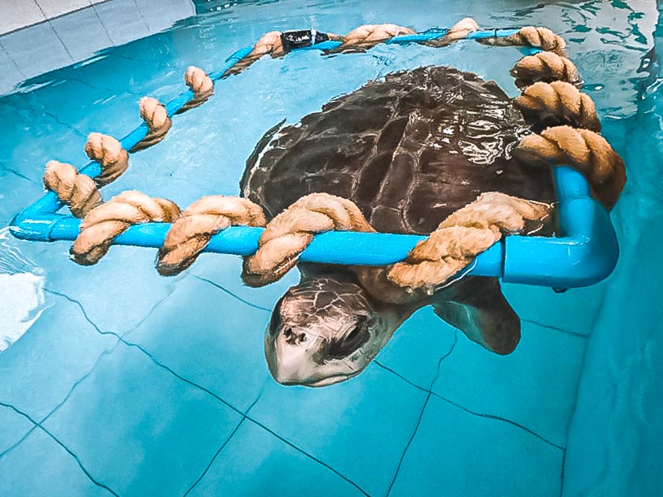 The Role Of Environmental Enrichment In Turtle Care