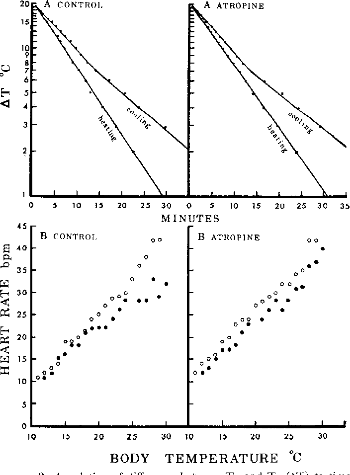 The Role Of Thermoregulation In Turtle Health And Vitality