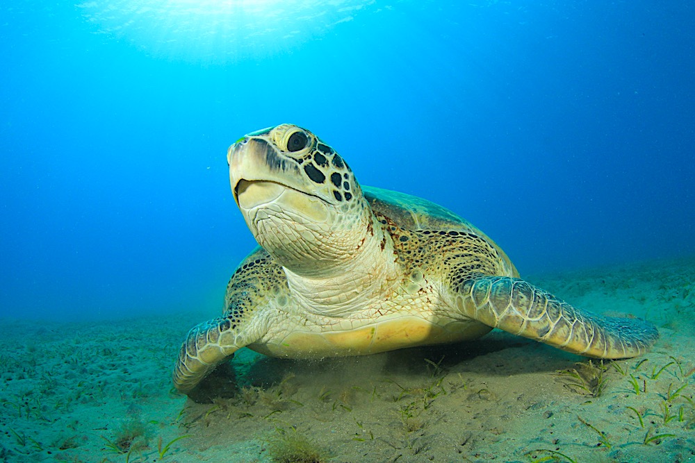 The Role Of Water Depth In Turtle Habitats: Finding The Right Balance