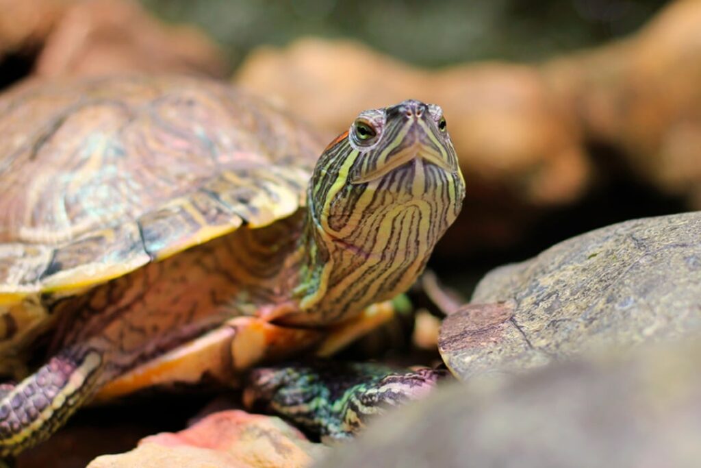 Tips For Encouraging Healthy Growth And Shell Development In Baby Turtles